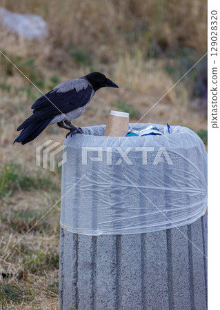 A Crow Investigates a Trash Can: The Intriguing Moment of Nature Interacting with Urban Waste in a Scenic Outdoor Setting, Captured with Sharp Detail and Clarity A Crow Investigates a Trash Can: The Intriguing Moment of Nature Interacting with Urban Waste in a Scenic Outdoor Setting, Captured with Sharp Detail and Clarity 129028320