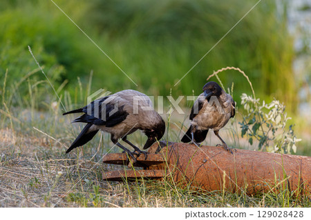 Two Beautiful Crows foraging on a Rusty Pipe Amongst Green Grass in a Scenic Outdoor Environment Two Beautiful Crows foraging on a Rusty Pipe Amongst Green Grass in a Scenic Outdoor Environment 129028428