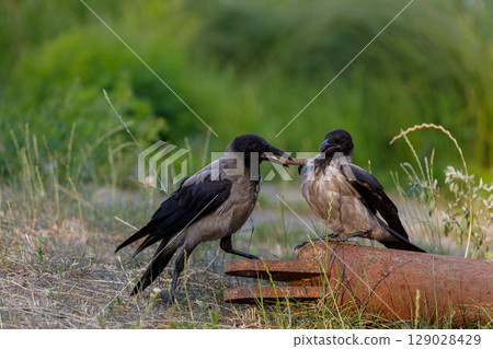 Two Crows Engaging in a Unique Moment of Interaction on a Rustic Surface Alongside Lush Greenery in a Natural Outdoor Setting 129028429