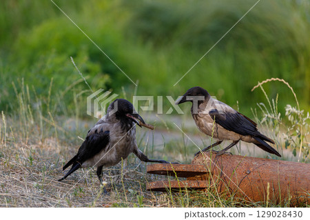 Two Crows Interacting on a Rusty Pipe in a Green Meadow Surrounded by Tall Grass and Lush Foliage on a Warm Sunny Day Reflecting Nature's Beauty and Wildlife Harmony 129028430