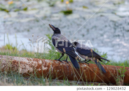 A Pair of Crows Perched on a Rusty Pipe by the Water's Edge, Capturing the Beauty of Nature and Wildlife in a Serene Environment with Lush Greenery Around Them A Pair of Crows Perched on a Rusty Pipe by the Water's Edge, Capturing the Beauty of Nature and Wildlife in a Serene Environment with Lush Greenery Around Them 129028432