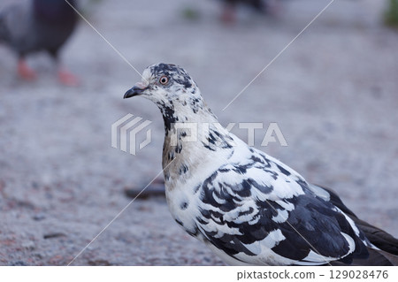 A Striking Close-Up of an Uncommon Pigeon: The Unique Appearance of This Beautiful Bird Captured in the Wild with Its Distinctive Patterns and Colors, Perfect for Nature Enthusiasts 129028476