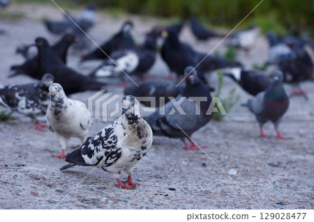 A Gathering of Pigeons: Observing the Diverse Colors and Patterns of Urban Birds in an Outdoor Setting Near the Ground View Close Up 129028477