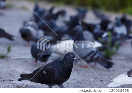 A Gathering of Pigeons in a City Park: The Calm Beauty and Natural Environment of Urban Wildlife Watching at Dusk with Vibrant Colors and Peaceful Surroundings 129028478