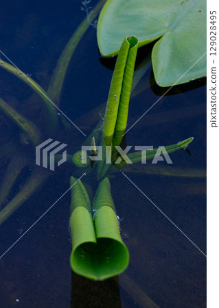 Graceful Green Aquatic Plants Emerging from Dark Waters: A Close-Up Perspective of Water Lilies and Their Stalks Capturing the Essence of Nature's Serenity and Beauty 129028495