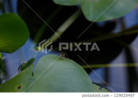 A delicate moment captured as a tiny spider perches on a vibrant lily pad surrounded by calm waters, showcasing the beauty of nature's intricate design and ecosystem. 129028497