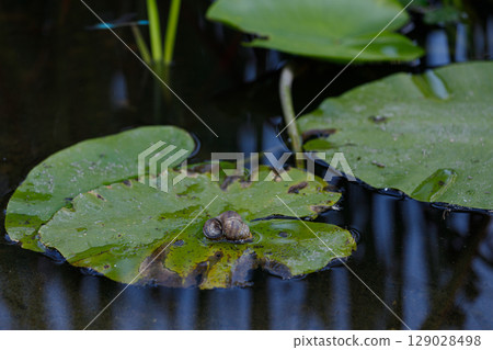 A Serene Pond Scene Featuring a Snail Resting on a Leaf Amidst Vibrant Water Lilies in a Tranquil Natural Environment Reflecting Peace and Serenity A Serene Pond Scene Featuring a Snail Resting on a Leaf Amidst Vibrant Water Lilies in a Tranquil Natural Environment Reflecting Peace and Serenity 129028498