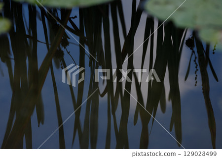 Reflections of Tranquility: A Close-Up View of Water Plants and Their Subtle Patterns in a Serene Body of Water Captured in Nature's Embrace 129028499