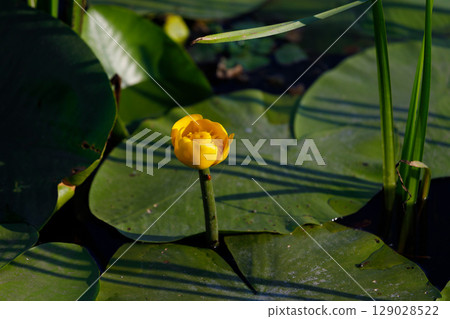 A Stunning Yellow Water Lily Blooming on a Lily Pad in a Serene Water Body Surrounded by Lush Greenery, Perfect for Nature Lovers and Botanical Enthusiasts Alike 129028522