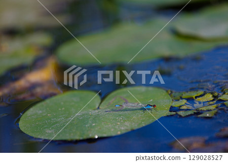 A Vibrant Dragonfly Resting on a Water Lily Leaf, Showcasing Nature's Delicate Beauty with Reflections in the Serene Waters of a Pond or Lake 129028527