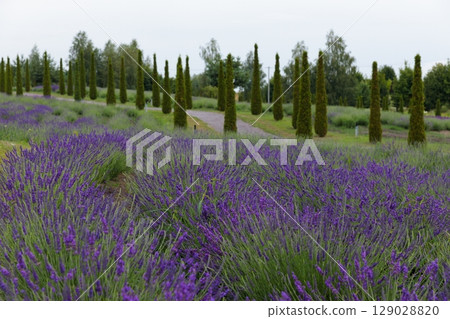 Scenic Lavender Field Surrounded by Lush Greenery with Tall Trees Standing Elegantly, Perfect for Nature Lovers and Serenity Seekers Seeking a Charming Escape 129028820