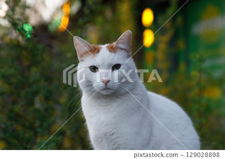 A Majestic White Cat with Distinct Orange Spots Captured in a Charming Natural Setting Surrounded by Lush Greenery and Soft Warm Lights in the Background 129028898