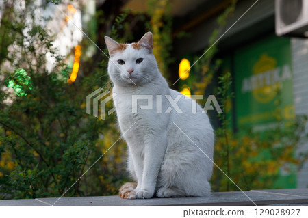 Charming White Cat with Distinctive Ginger Markings Seated Majestically Amidst Lush Green Foliage Captured in a Vibrant Urban Setting with a Soft Focus Background 129028927