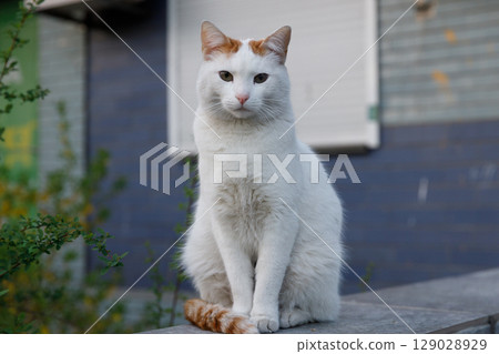 Captivating White Cat with Orange Markings Poses Gracefully Against a Charming Urban Backdrop Surrounded by Greenery and Modern Architecture 129028929