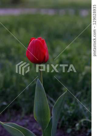 Elegant Red Tulip Blooming in a Lush Green Environment with Soft Natural Light Enhancing Its Beauty Elegant Red Tulip Blooming in a Lush Green Environment with Soft Natural Light Enhancing Its Beauty 129028935