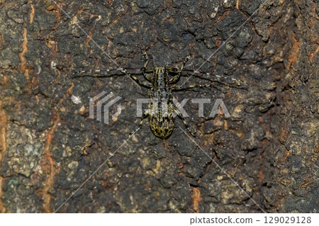 Naga Gomakokami Naga Gomakokami 129029128