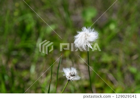 Summer wildflowers and cottongrass at Tsugaike Nature Park / Nagano Prefecture 129029141