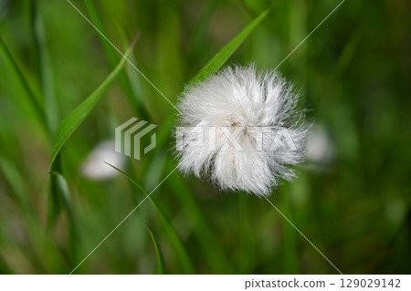 長野縣栂池自然公園的夏季野花和棉草 129029142