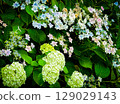 Gorgeous hydrangeas in June Gorgeous hydrangeas in June 129029143