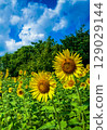 Hot summer sunflowers Hot summer sunflowers 129029144