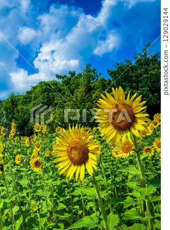 炎熱的夏天向日葵 炎熱的夏天向日葵 129029144