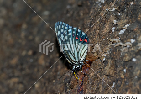 紅臉紅龜 紅臉紅龜 129029312