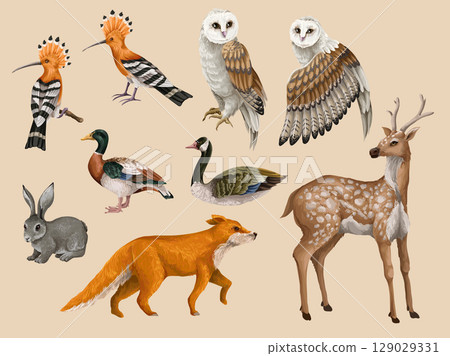 Wood's animals and birds isolated. Vector. 129029331