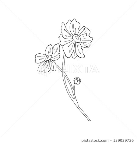 Sprig Japanese Anemone. Hand drawn ink simple flowers in graphic style, line art illustration, anemone five-leaved. Vector on white background for postcard, wedding invitation, textile, decor design 129029726