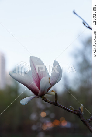 A Delicate Magnolia Blossom Featuring Soft White Petals and a Subtle Pink Center Against a Serene Background in Early Evening Light 129029883