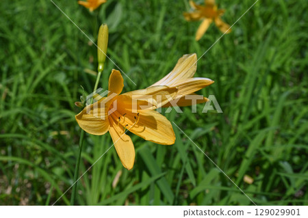 Daylily, a summer wildflower at Tsugaike Nature Park, Nagano Prefecture Daylily, a summer wildflower at Tsugaike Nature Park, Nagano Prefecture 129029901