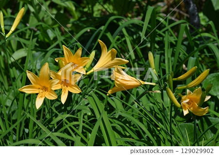 Daylily, a summer wildflower at Tsugaike Nature Park, Nagano Prefecture Daylily, a summer wildflower at Tsugaike Nature Park, Nagano Prefecture 129029902