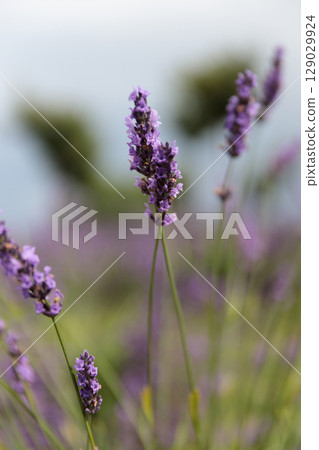 A Beautiful Display of Lush Lavender Flowers in Bloom, Showcasing Their Vibrant Purple Color Against a Soft Background of Green and Blue Skies in a Serene Natural Setting A Beautiful Display of Lush Lavender Flowers in Bloom, Showcasing Their Vibrant Purple Color Against a Soft Background of Green and Blue Skies in a Serene Natural Setting 129029924