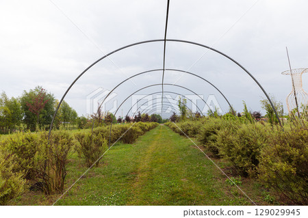 A Serene Pathway: Exploring the Unique Design of an Arched Frame in a Lush Green Landscape with Colorful Shrubs and Calm Sky 129029945