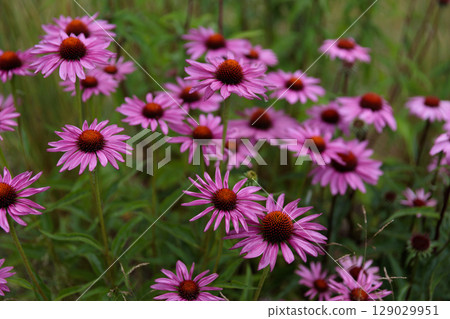 A Vibrant Display of Echinacea Flowers in Full Bloom with Stunning Pink Petals and Rich Brown Centers Surrounded by Lush Green Foliage 129029951