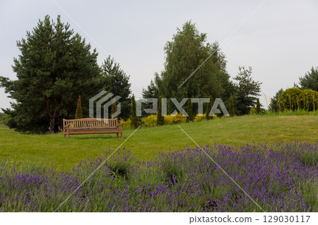 Serene Garden Scene Featuring a Wooden Bench Surrounded by Lush Green Grass and Vibrant Lavender Plants in a Calm Natural Environment 129030117