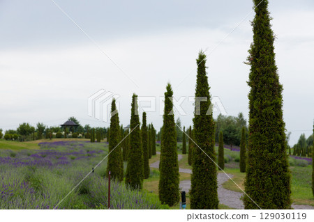 Stunning Landscape Featuring Tall Green Conifer Trees and Vibrant Lavender Fields Under a Cloudy Sky in a Serene Garden Setting Stunning Landscape Featuring Tall Green Conifer Trees and Vibrant Lavender Fields Under a Cloudy Sky in a Serene Garden Setting 129030119