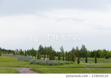 A Serene Landscape Featuring Lush Greenery, Fragrant Lavender Fields, and Elegant Trees Under a Softly Cloudy Sky Amidst a Calm Natural Setting 129030120