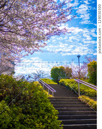 Stairs leading under the blue sky and cherry blossoms in full bloom Stairs leading under the blue sky and cherry blossoms in full bloom 129030300