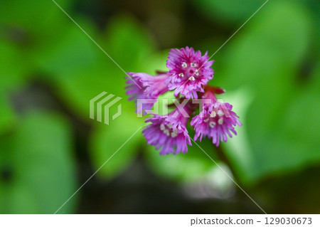 Summer wildflowers and rockfoil at Tsugaike Nature Park / Nagano Prefecture 129030673