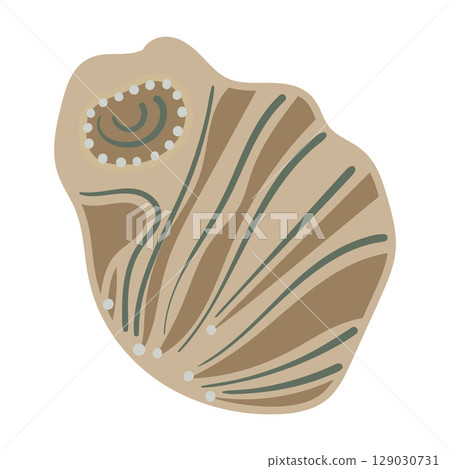 Vector illustration of a single colored sea shell on white background. Elegant drawing for coastal graphic compositions. 129030731