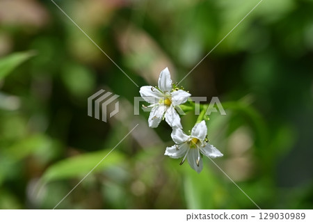 長野縣栂池自然公園的夏季野花和岩町花 129030989