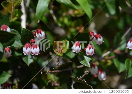Summer wildflowers and red alder at Tsugaike Nature Park, Nagano Prefecture 129031095