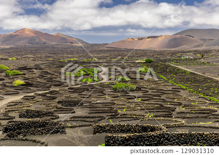 Volcanic vineyards growing in lanzarote 129031310