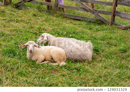 Sheep on the meadow in Jaworki near Szczawnica (Poland) 129031329