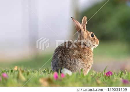Wild rabbit in nature. Grey small hare eating grass on Florida backyard 129031509