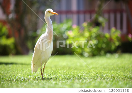 White cattle egret wild bird, also known as Bubulcus ibis, walking on green lawn at hotel yard in summer 129031558