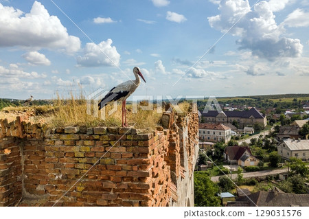 White and black stork bird standing on an old ruined building in summer. White and black stork bird standing on an old ruined building in summer. 129031576