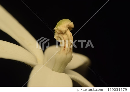 Hippobroma longiflora. 129031579