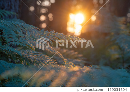 Golden sunlight filters through a forest, illuminating delicate bracken ferns. The tranquil atmosphere showcases the beauty of nature during the serene evening hours. 129031804