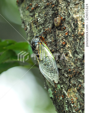Summer vacation image (Kumazemi) 129031824
